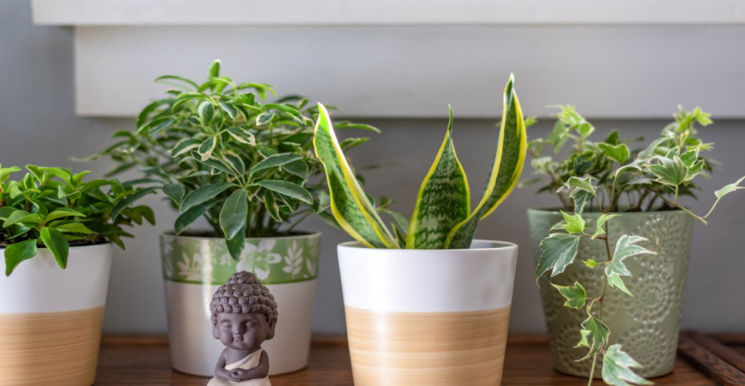 beneficial Feng Shui plants for your home  Housing News