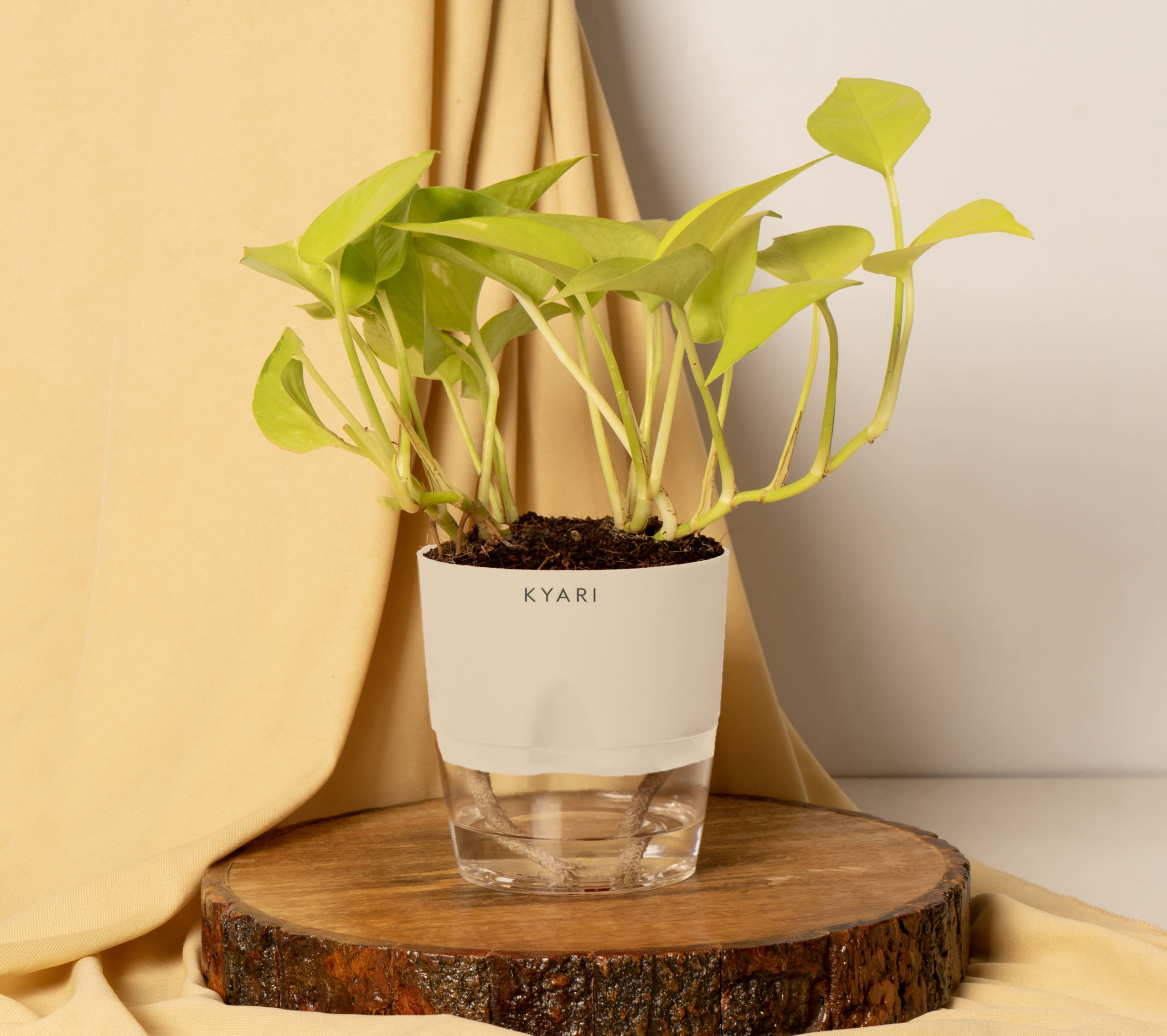 Buy Golden Money Plant with Self Watering Pot Online  Kyari