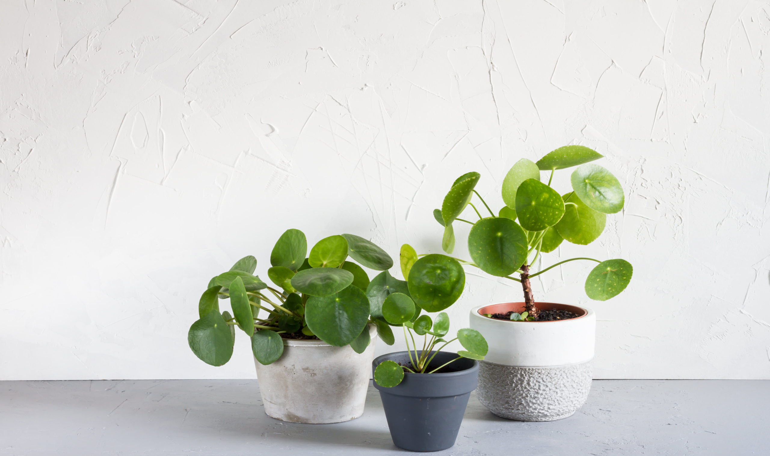 Chinese Money Plant Care - How to Grow & Maintain Pilea