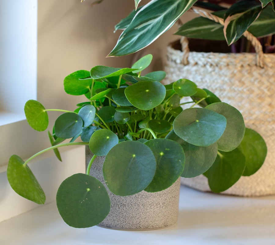 Chinese Money Plant How to Care for Pilea Peperomioides