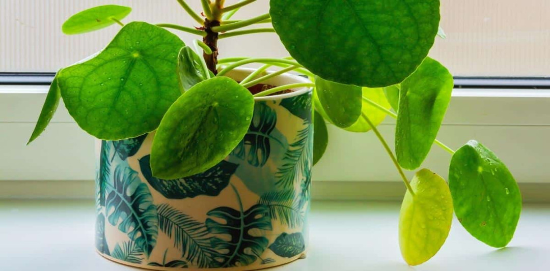 Common Problems With Chinese Money Plants