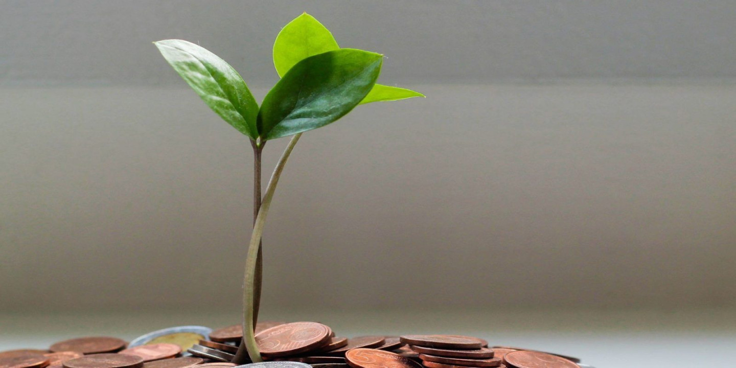 Feng shui plants: Tips to grow lucky money plants