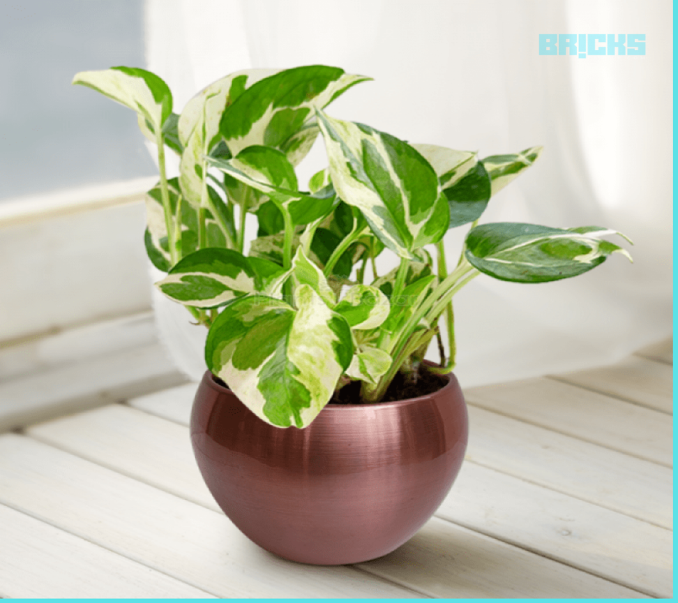 Feng Shui:  Reasons to Focus on Money Plant