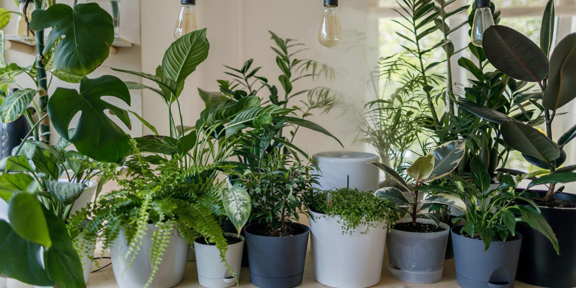 Feng Shui: These  plants will help attract abundance in