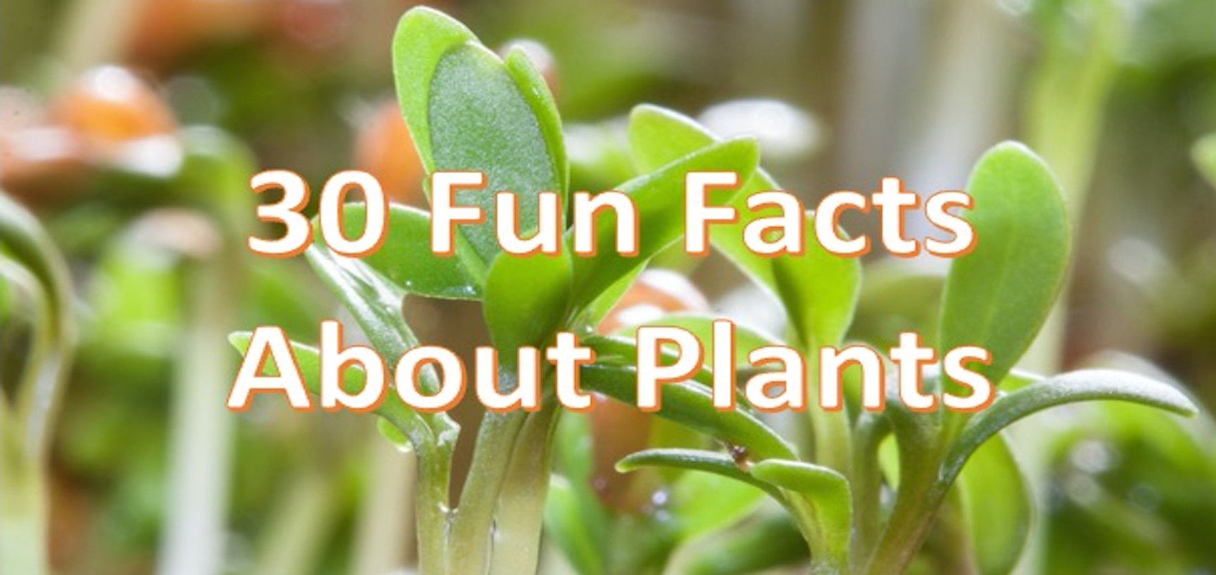 Fun Facts About Plants - Laidback Gardener