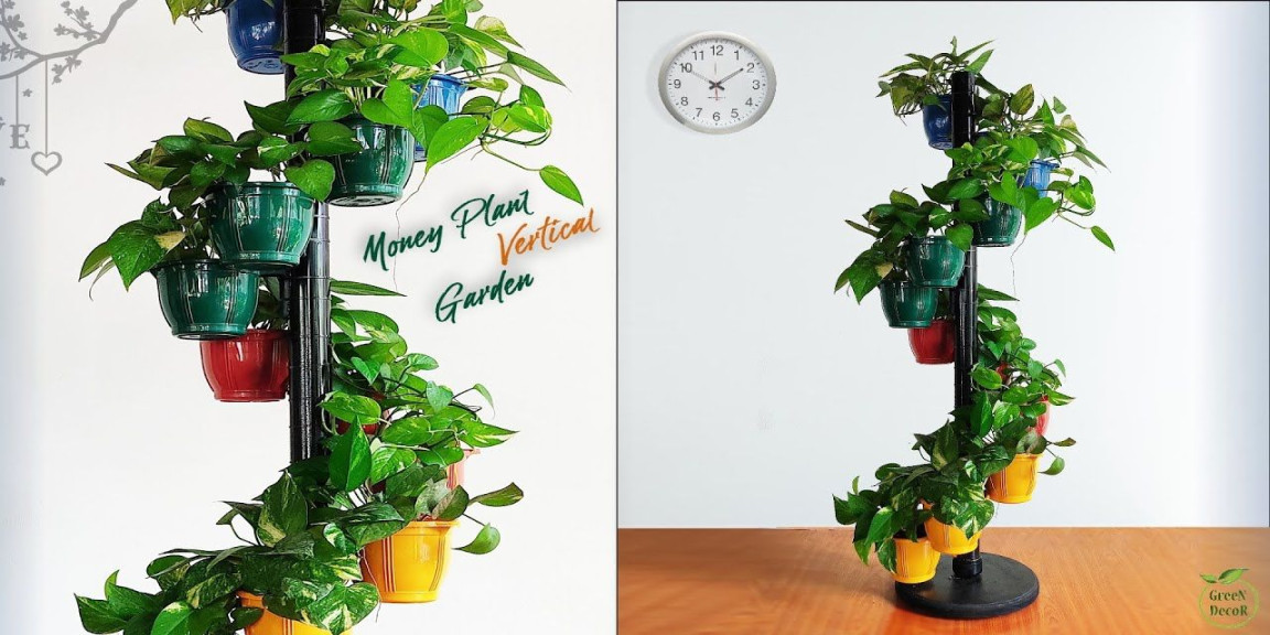 Great Ideas to display Money plants  Indoor Money Plant