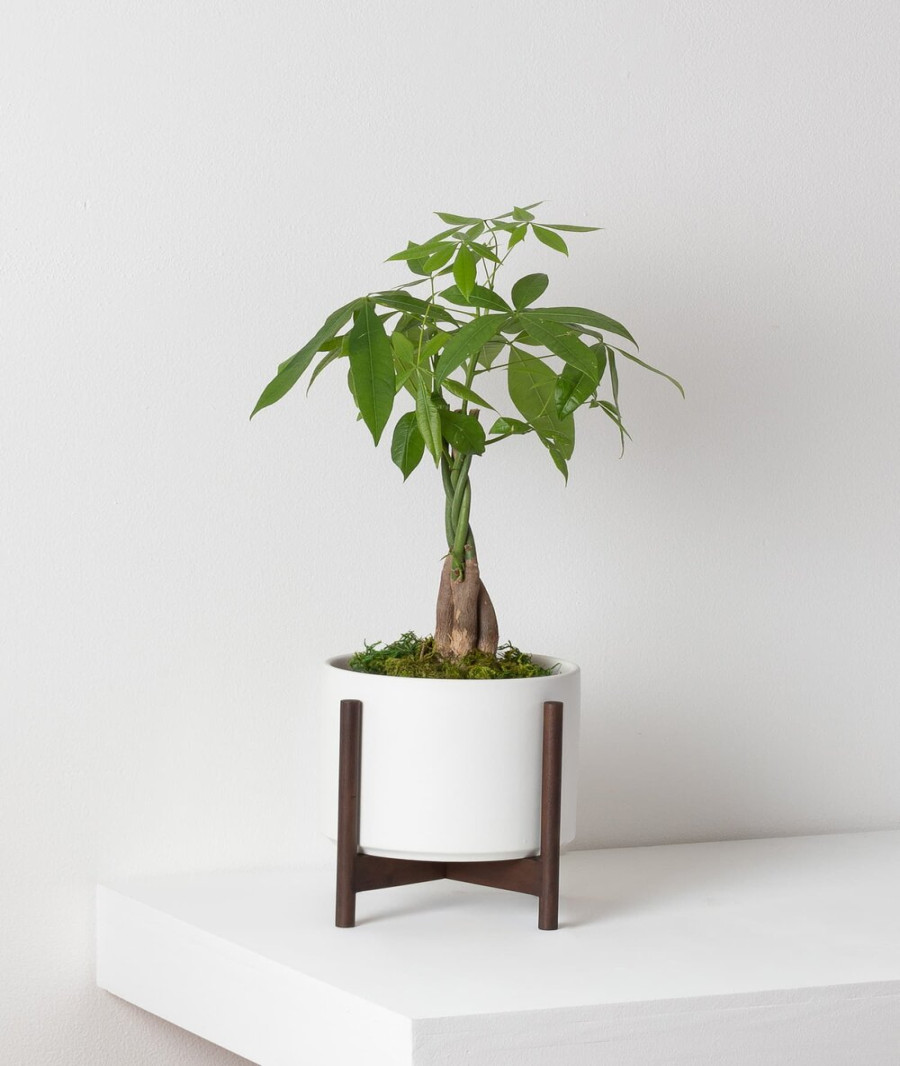 How to Care for and Grow Your Braided Money Tree — Plant Care Tips