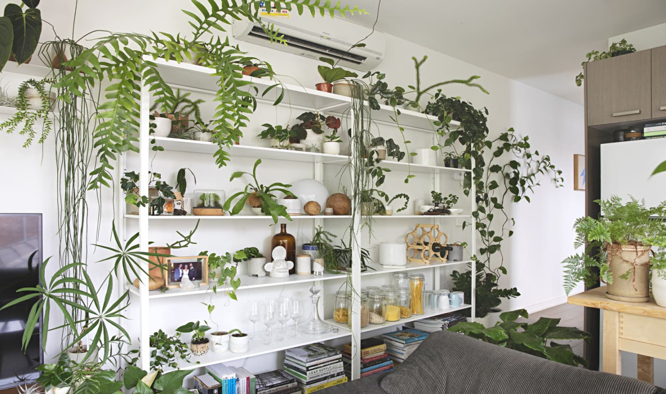 How to Display Houseplants:  of Our Favorite Plant-Display Ideas