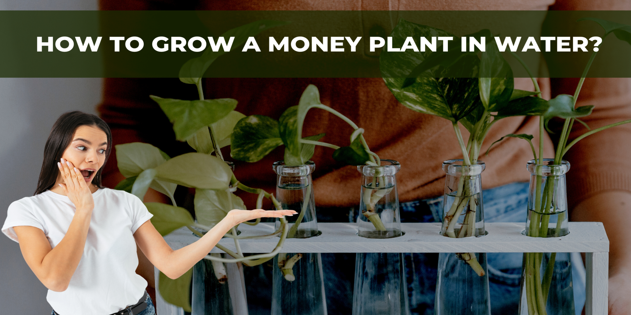 How to Grow a Money Plant in Water? – UrbanMali