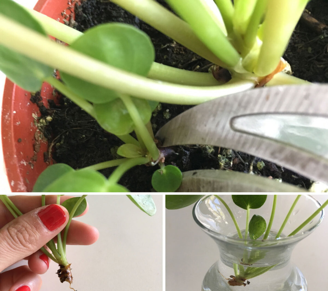 How to Propagate Pilea Peperomiodes AKA The Chinese Money Plant