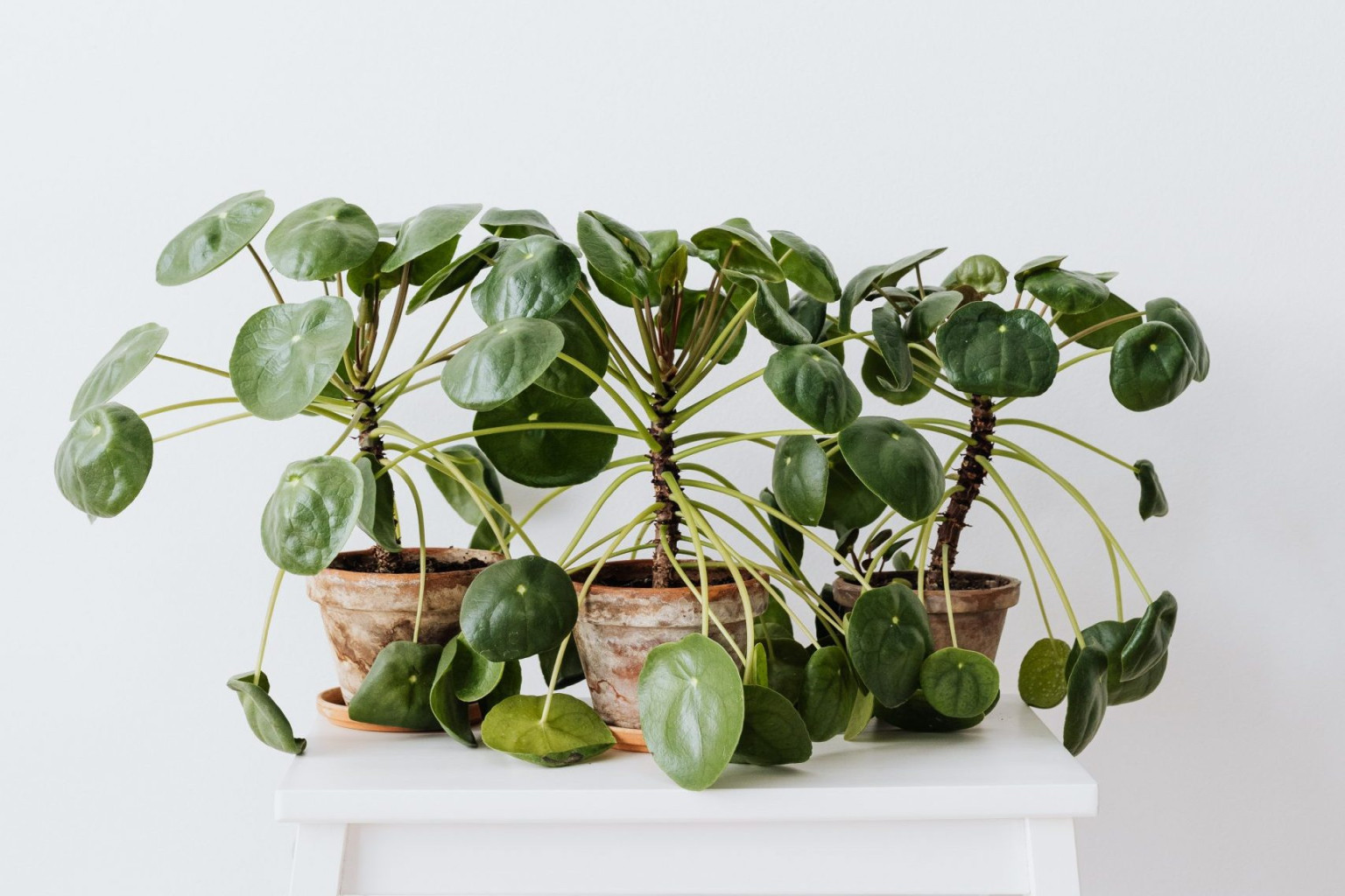How to Revive a Dying Pilea Peperomioides?  Fiddle & Thorn