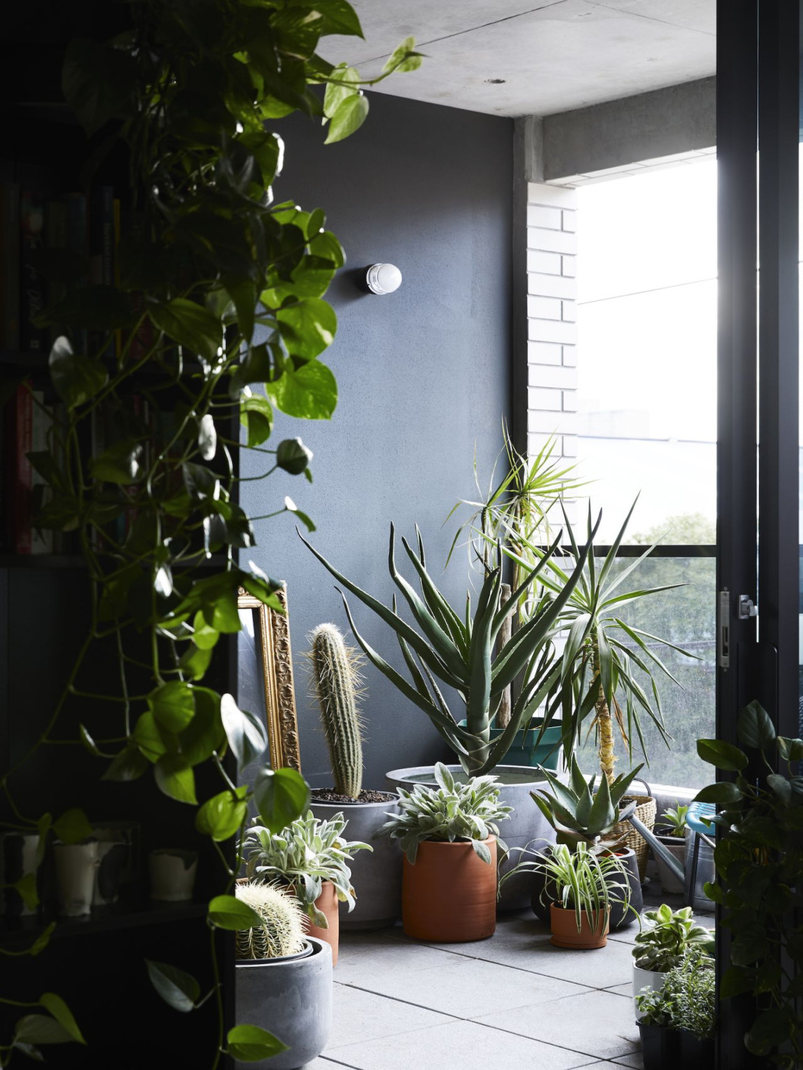 Indoor plants can help revitalize your home  CNN