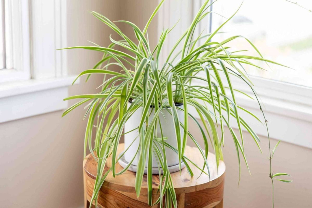 Indoor Plants: Know the Difference Between Snake Plant and Spider