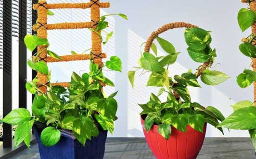 Money Plant Decoration Ideas for Artificial & Real Money Plants