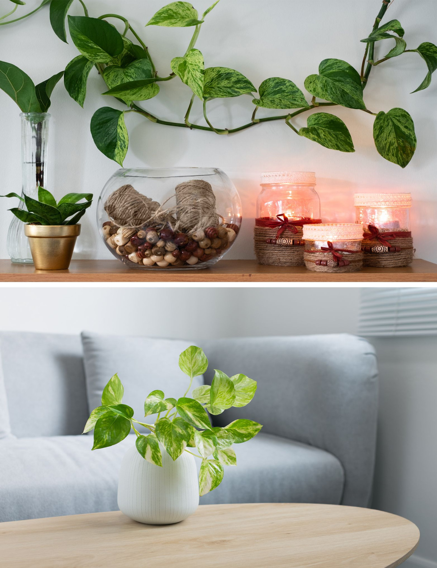 + Money Plant Vastu Tips to Bring Good Fortune into Your Life
