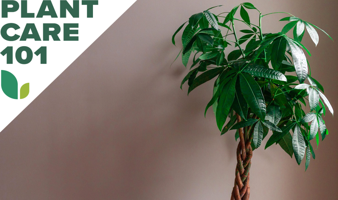 Money Tree Care : This Plant Care Routine is Ideal for Newbie