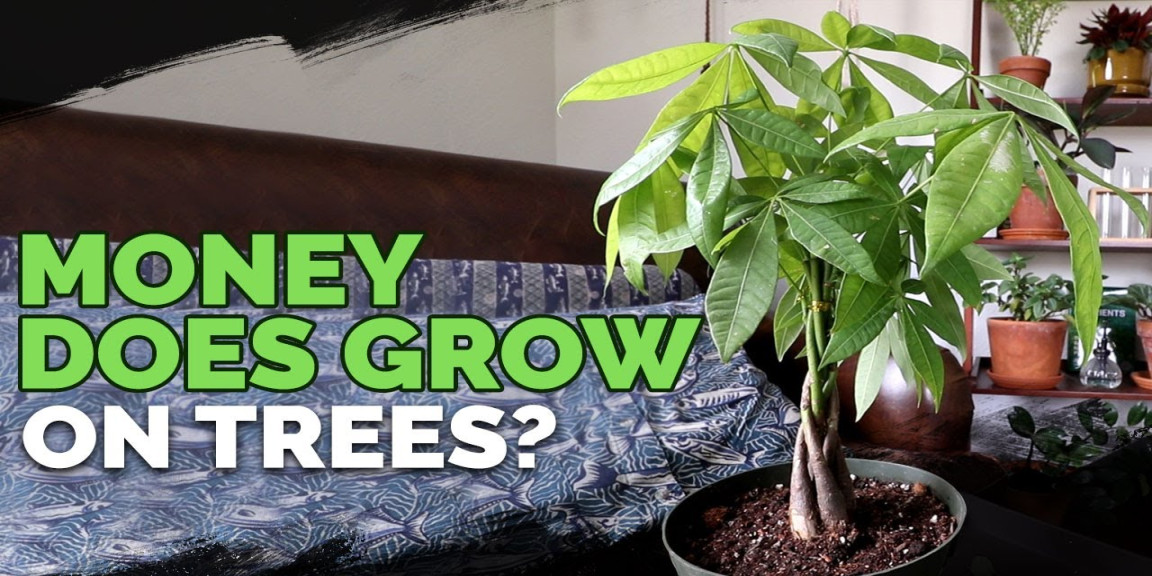Money Tree Plant: Growing Pachira Aquatica - Epic Gardening