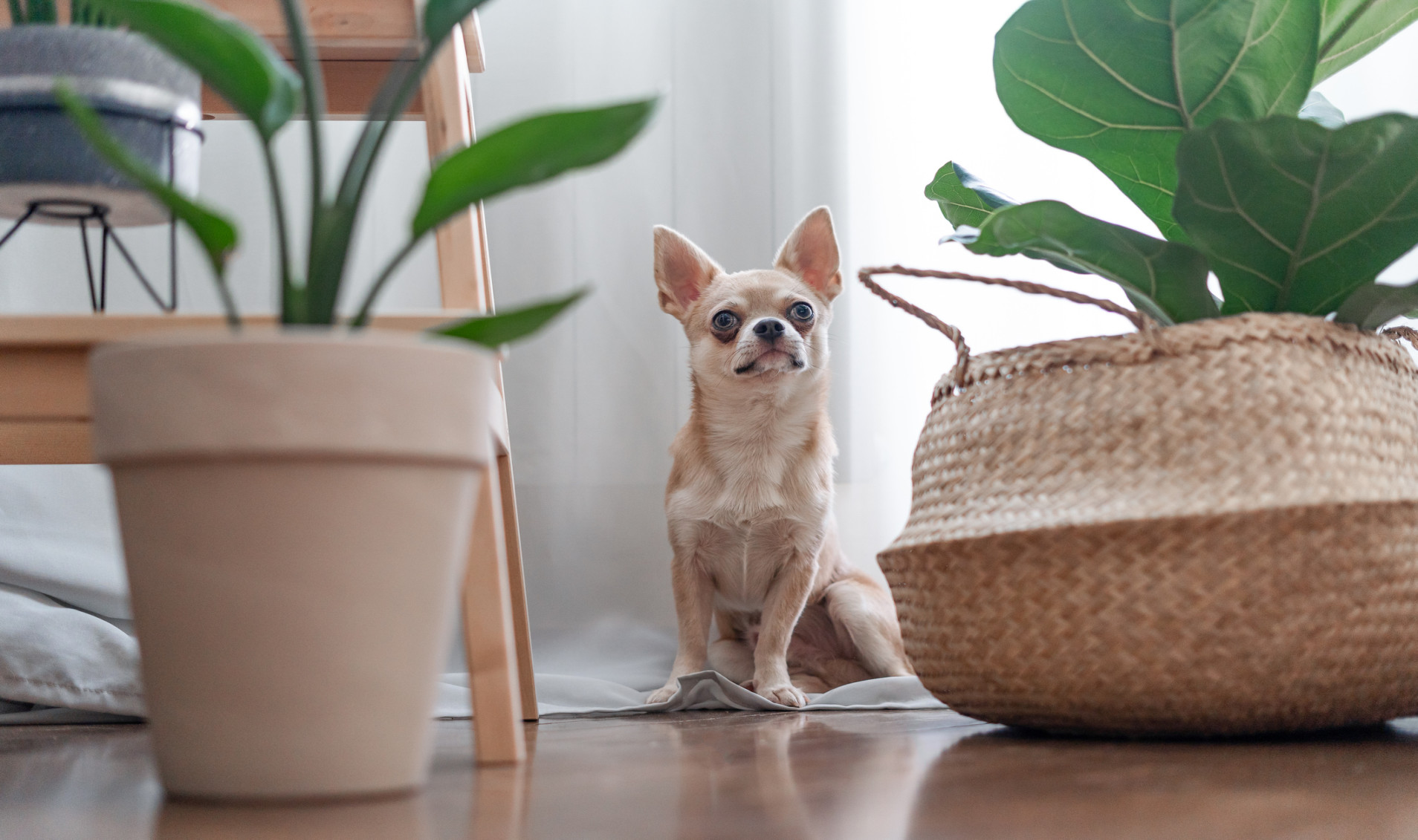 Pet-friendly House Plants That Are Safe for Furry Friends