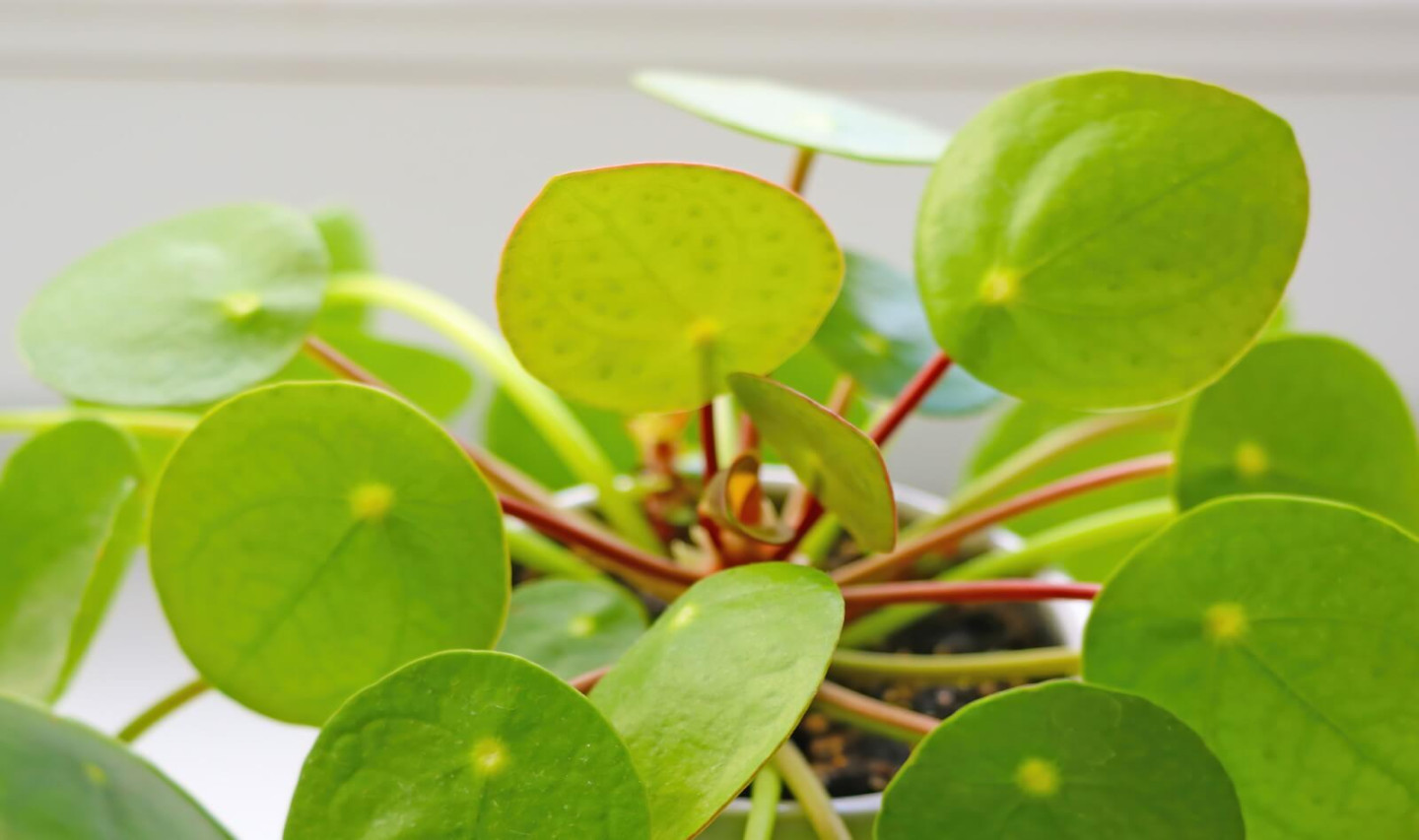 Pilea peperomioides Meaning and Symbolism - Petal Republic