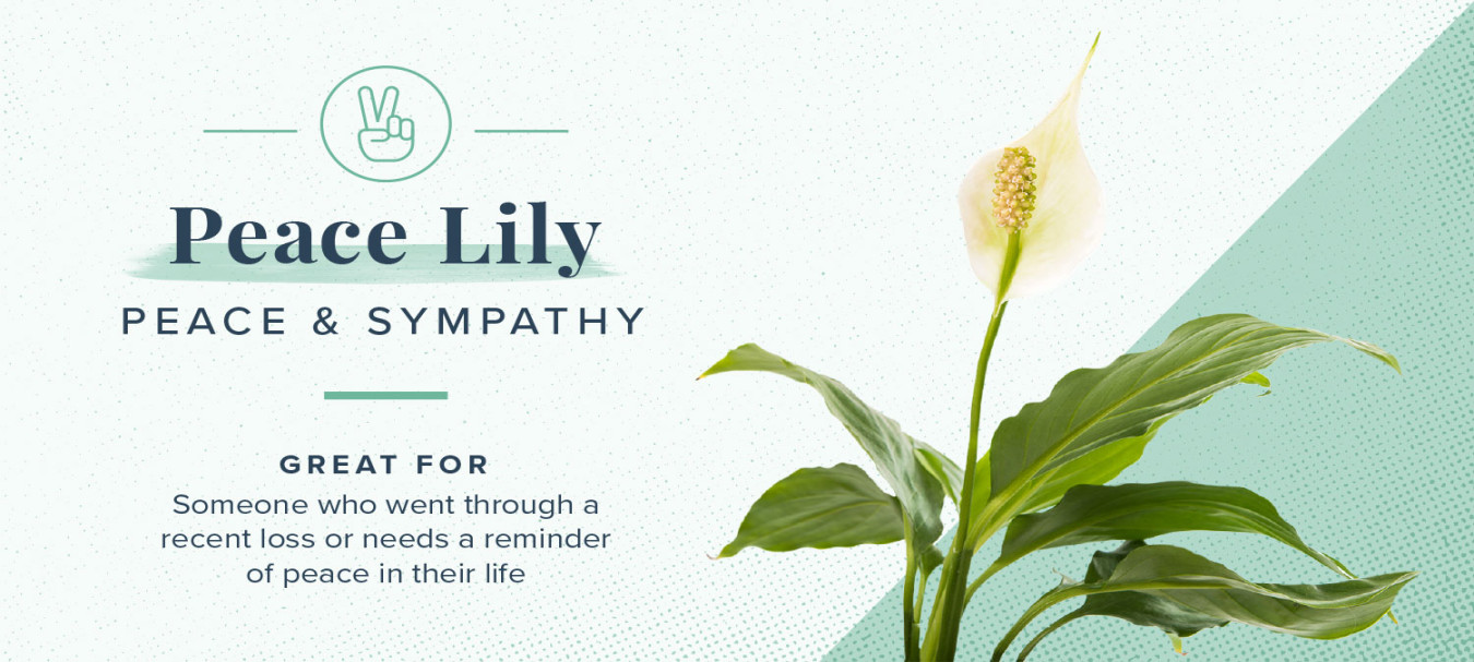 Plant Symbolism Guide:  Plants for Every Personality
