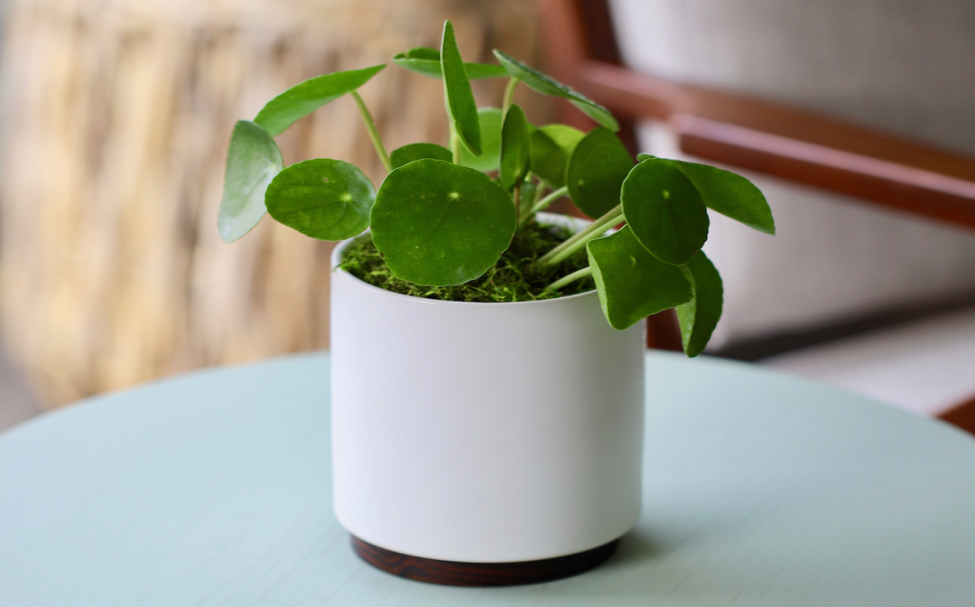 Reasons Why Plants Make Make The Perfect Gift For Any Occasion