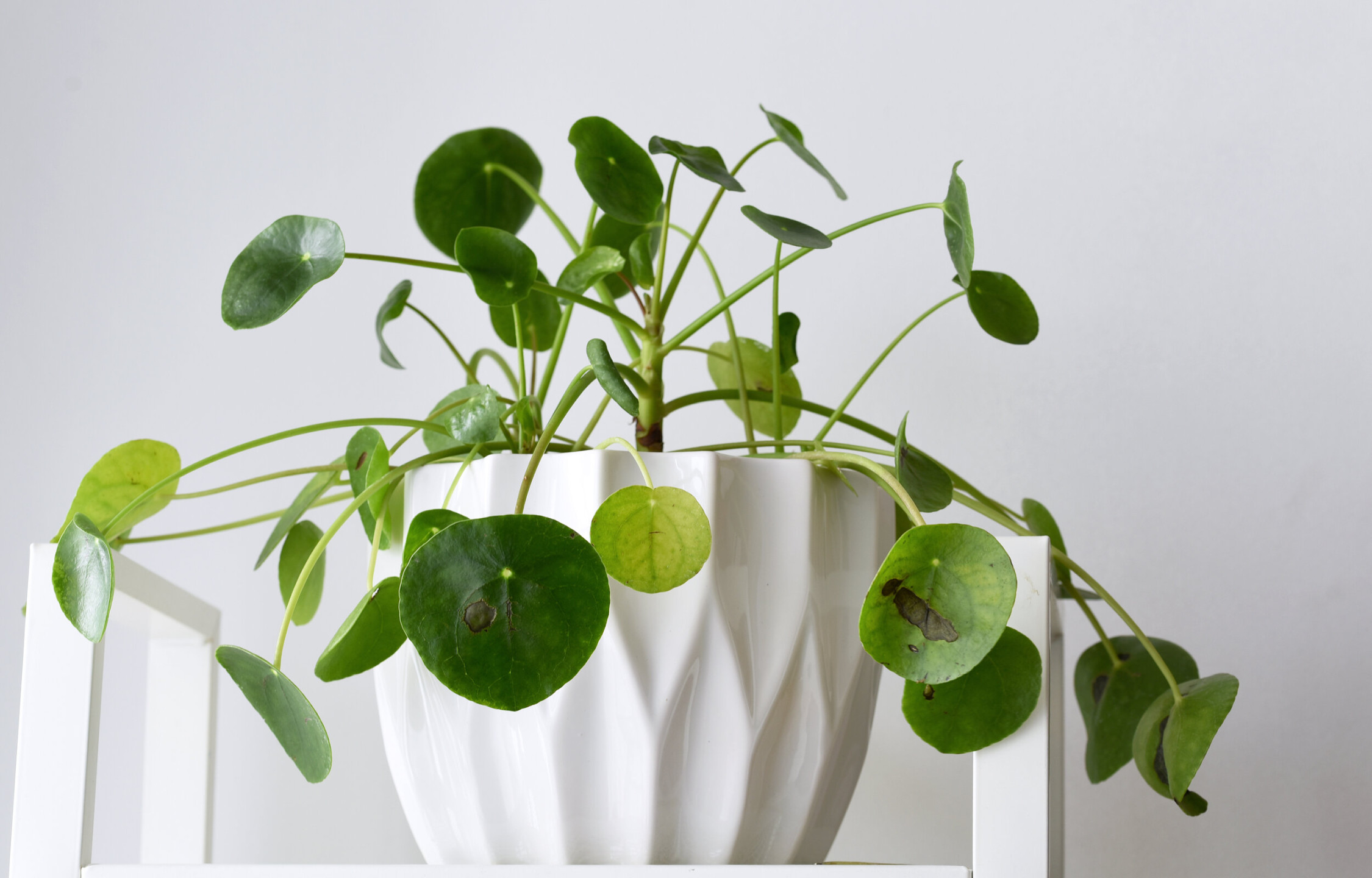The best way to repot your Chinese money plant  Planta