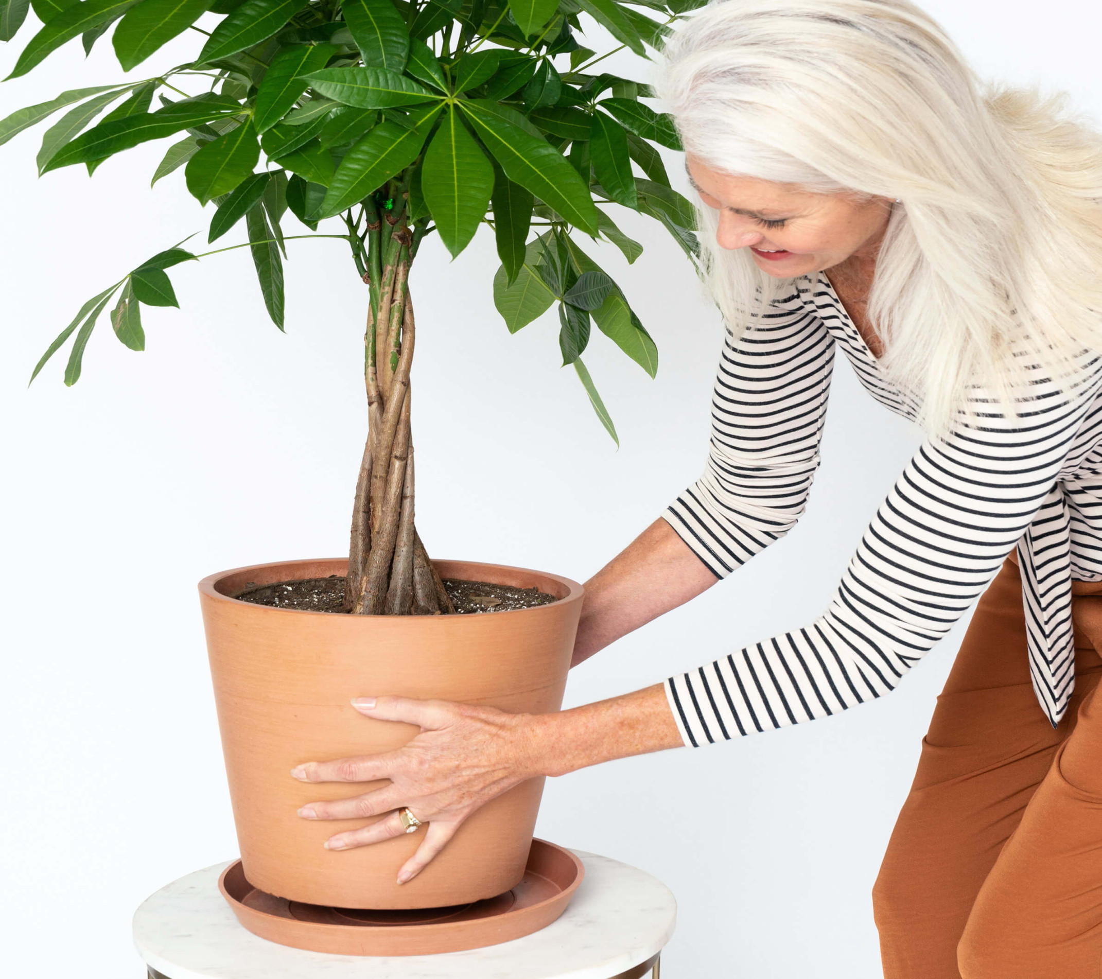 The Money Tree Plant: Symbolism and Benefits  Bloomscape