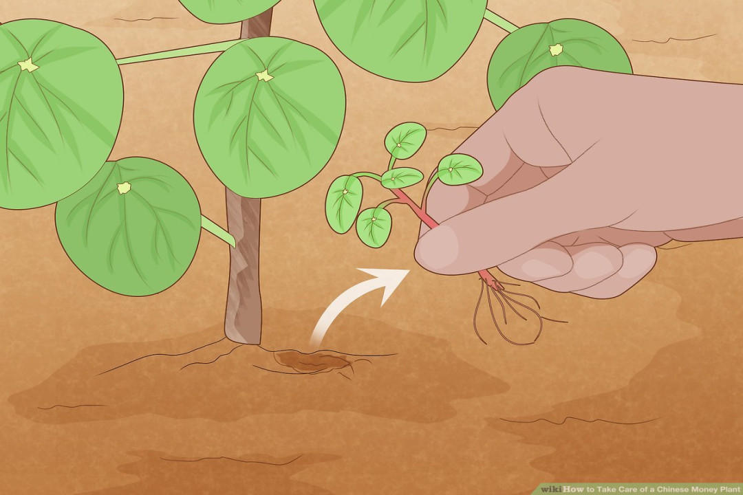 Ways to Take Care of a Chinese Money Plant - wikiHow