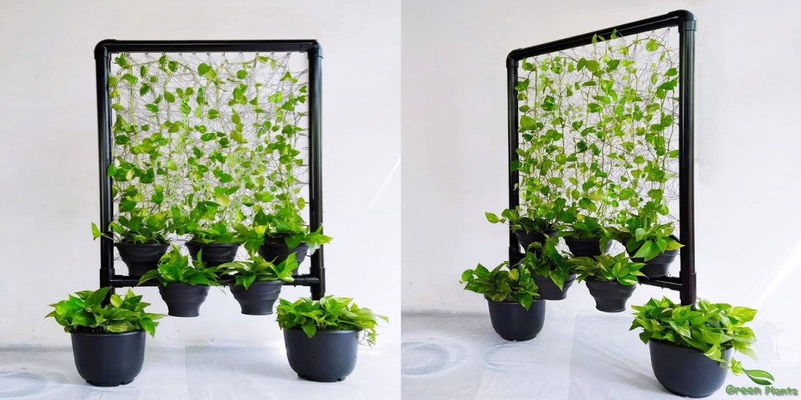 Wonderful Way to Display Money plants in your inside space//GREEN PLANTS
