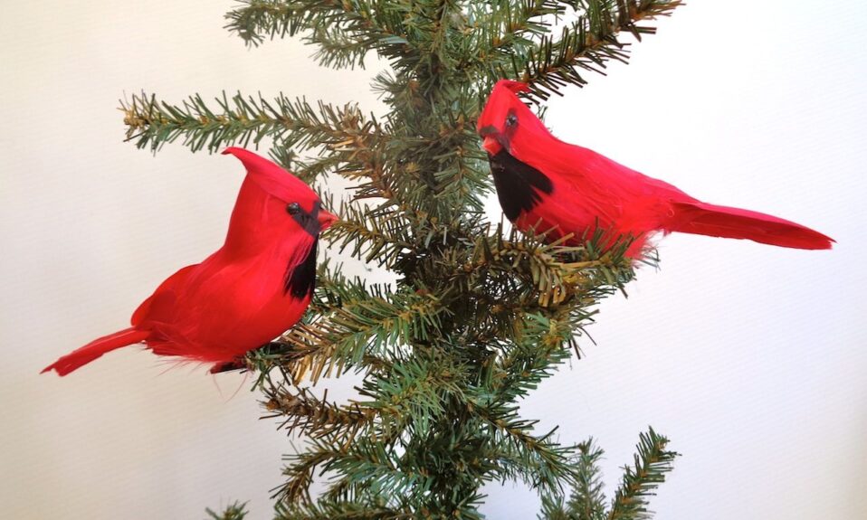 Decorating outdoors with cardinals for christmas